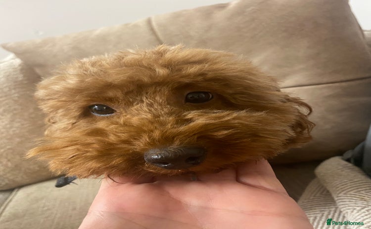 Miniature Poodle dogs - Advert 11