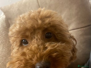 Miniature Poodle dogs for sale - Advert 1