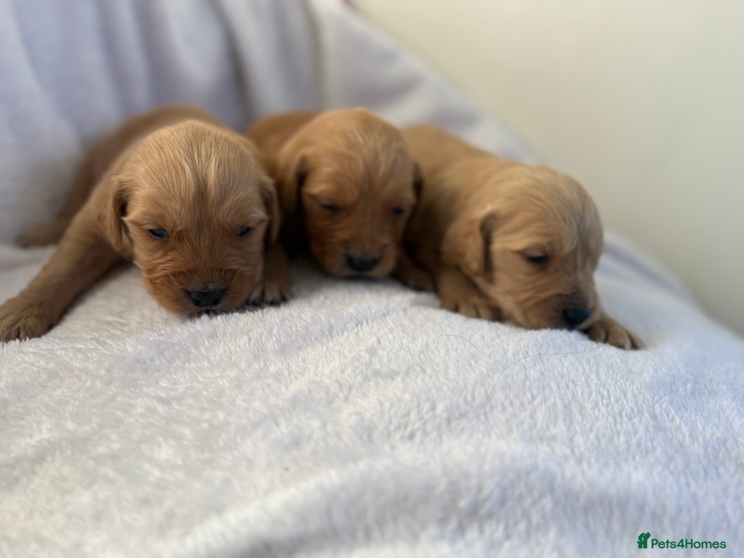 Goldador dogs for sale: Gorgeous Goldador puppies ready to go 22nd  - Advert 13