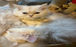 Persian cats for sale:  Chinchilla Persain looking for his forever home - Image 4