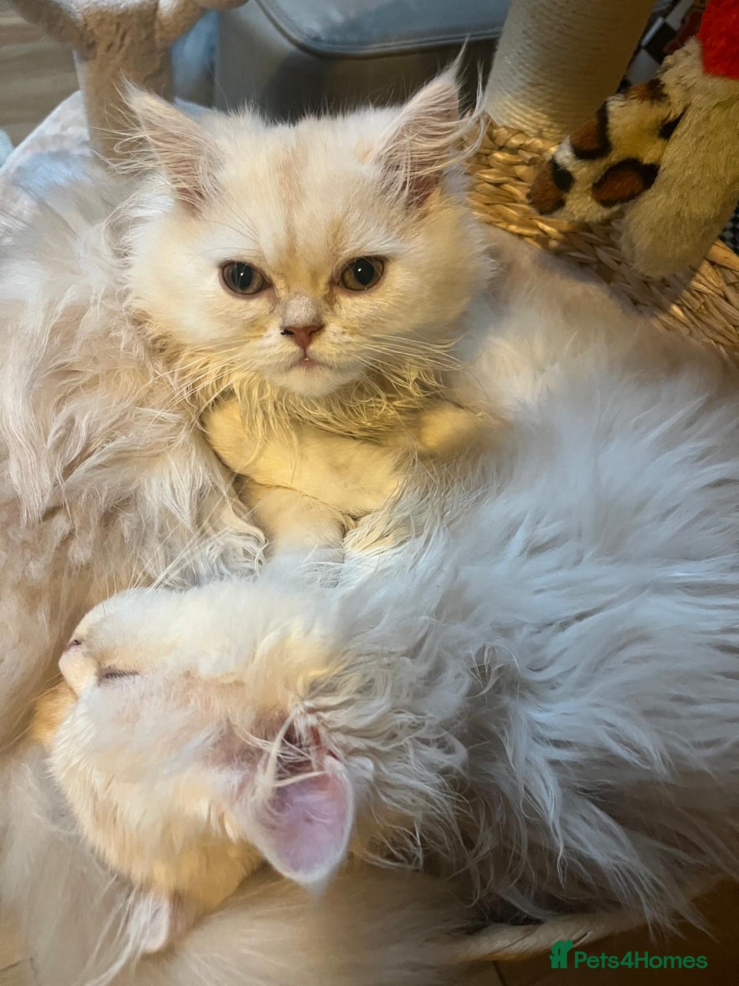 Persian cats for sale:  Chinchilla Persain looking for his forever home - Image 4