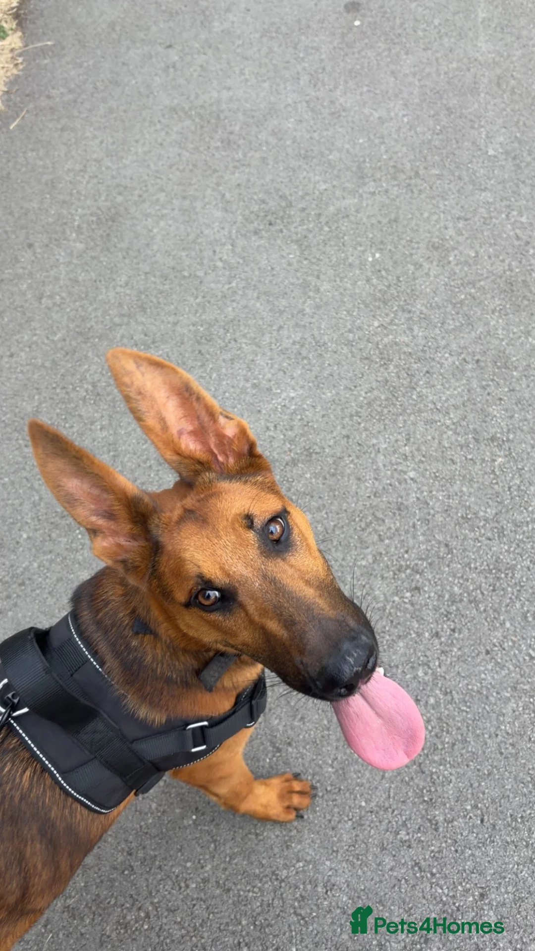 Mixed Breed dogs for sale: Belgium malanois mixed German shepherd  in Manchester - Advert 2