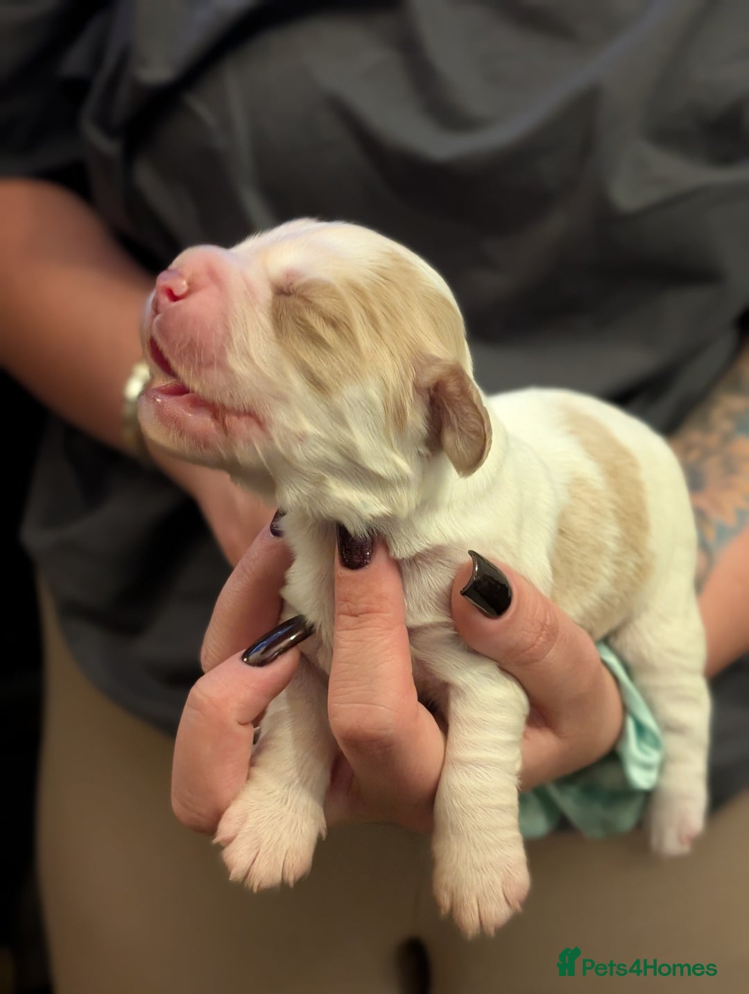 Cocker Spaniel dogs for sale: 🐾 Working Cocker Spaniel Puppies 🐾 - Image 13