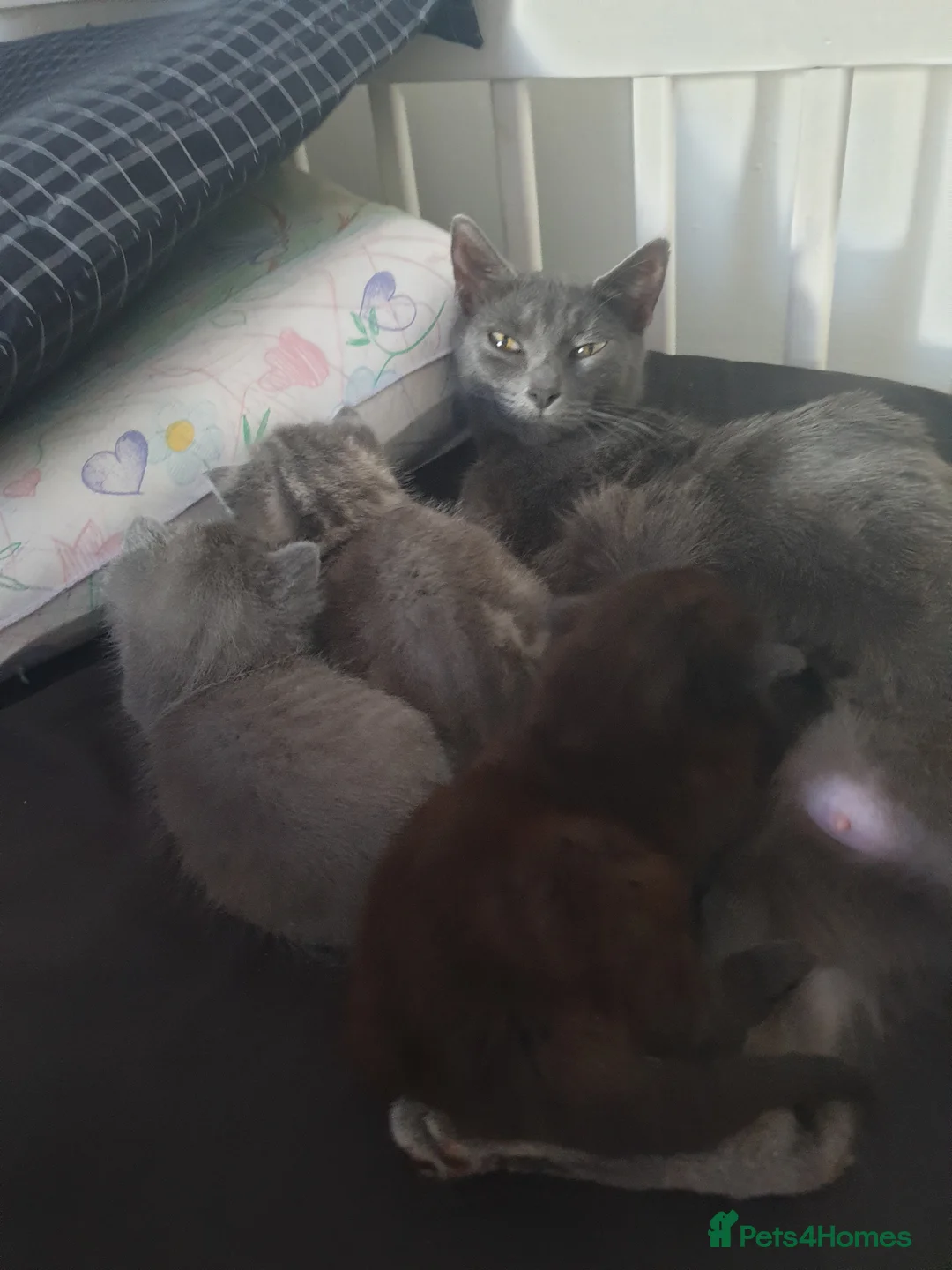 Mixed Breed cats for sale: Little ones looking for their forever home - Advert 2