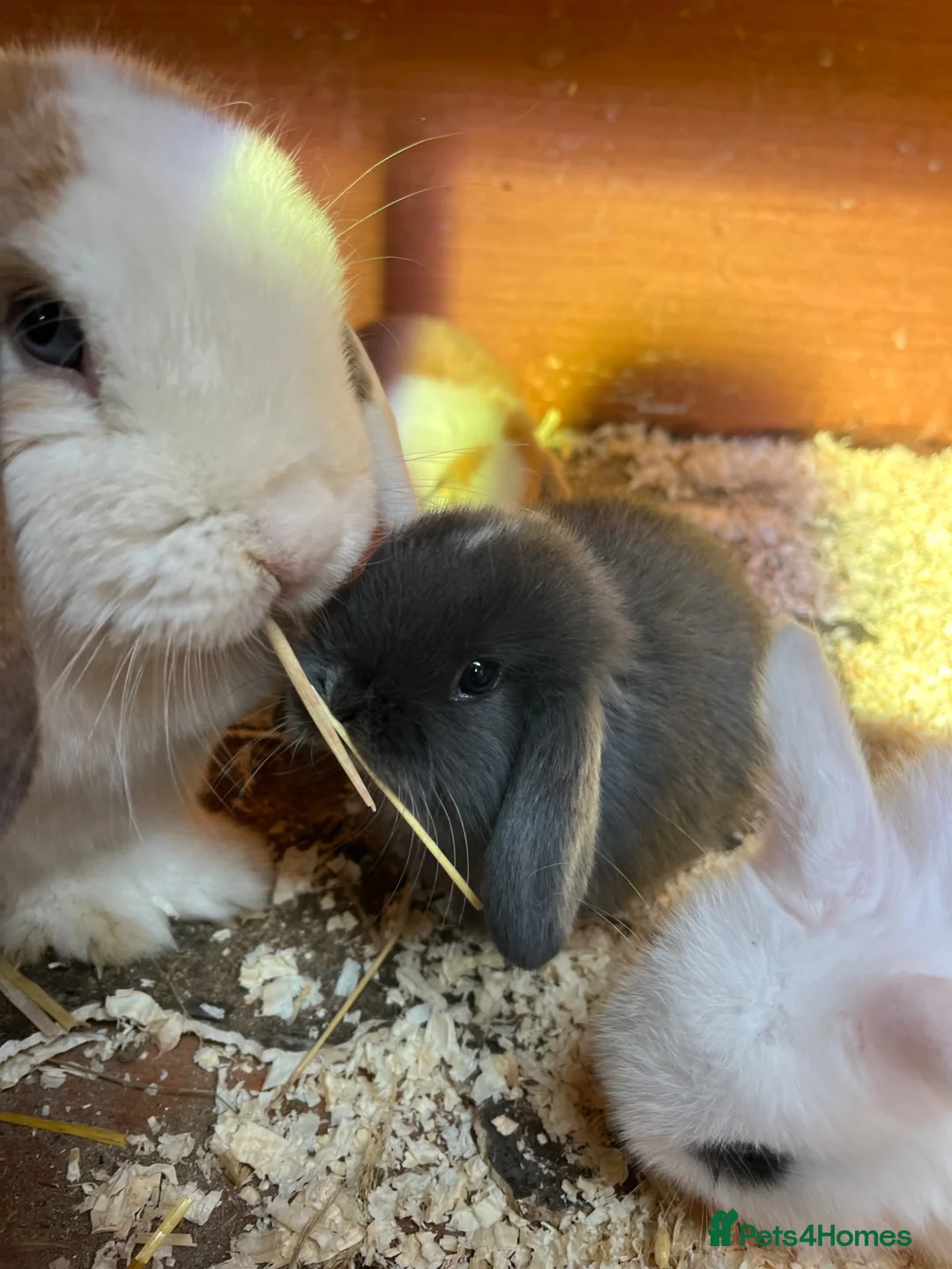 Mini Lop rabbits for sale: Mini Lop Kits  - Advert 2