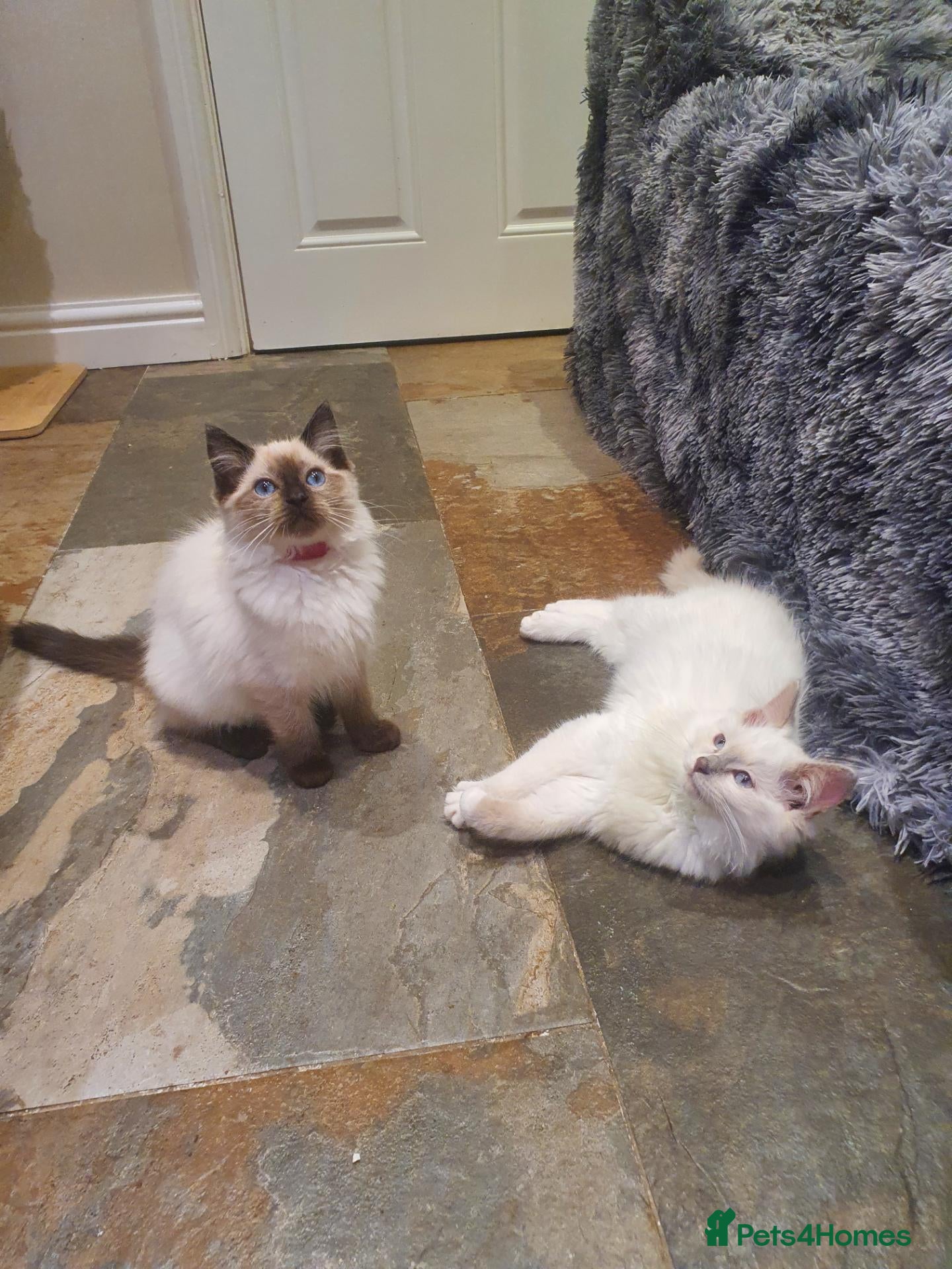 Ragdoll cats 💖11 WEEKS OLD💖 GCCF Registered Ragdoll Kittens. - Advert 2