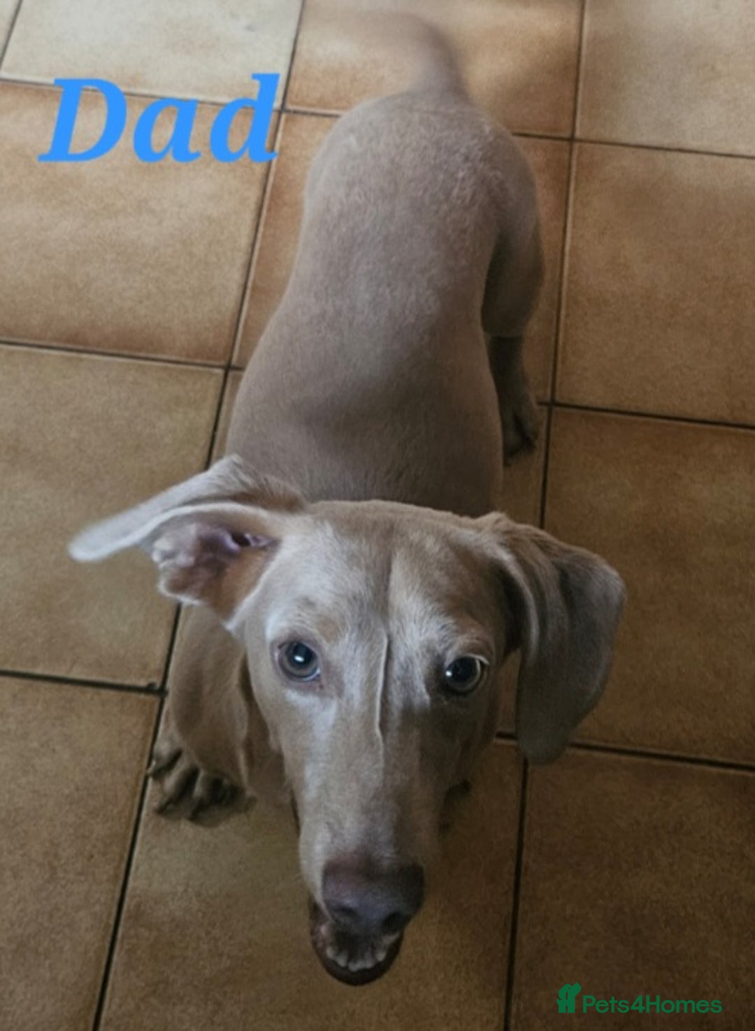 Miniature Dachshund dogs for sale: Beautiful kc miniature Dachshund puppies  - Advert 3