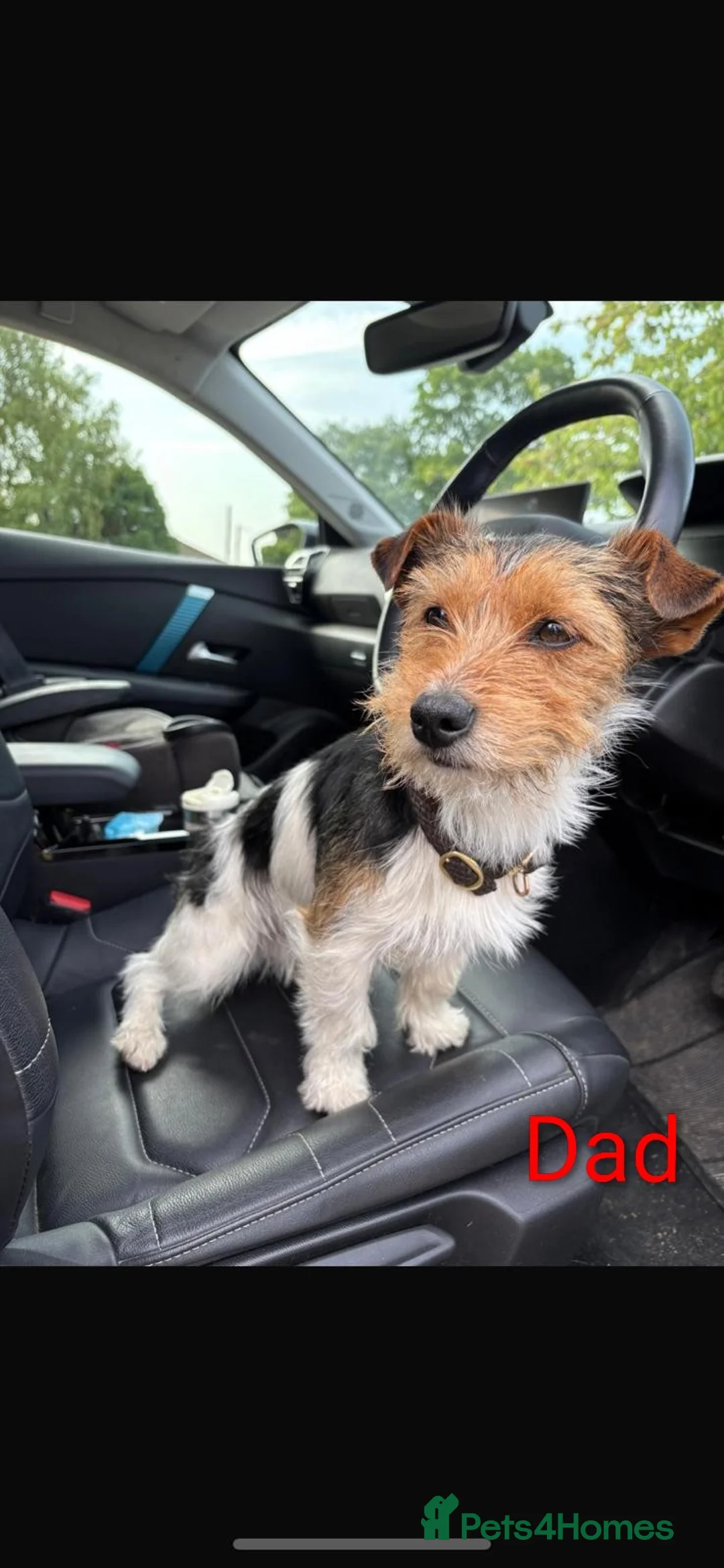 Jack Russell dogs for sale: 🐶 Jack Russell Boys – Ready Monday 23rd Feb🐶 - Advert 4