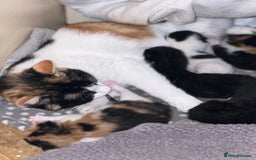 Domestic Shorthair cats for sale: 4 beautiful kittens 3 female 1 male - Image 7