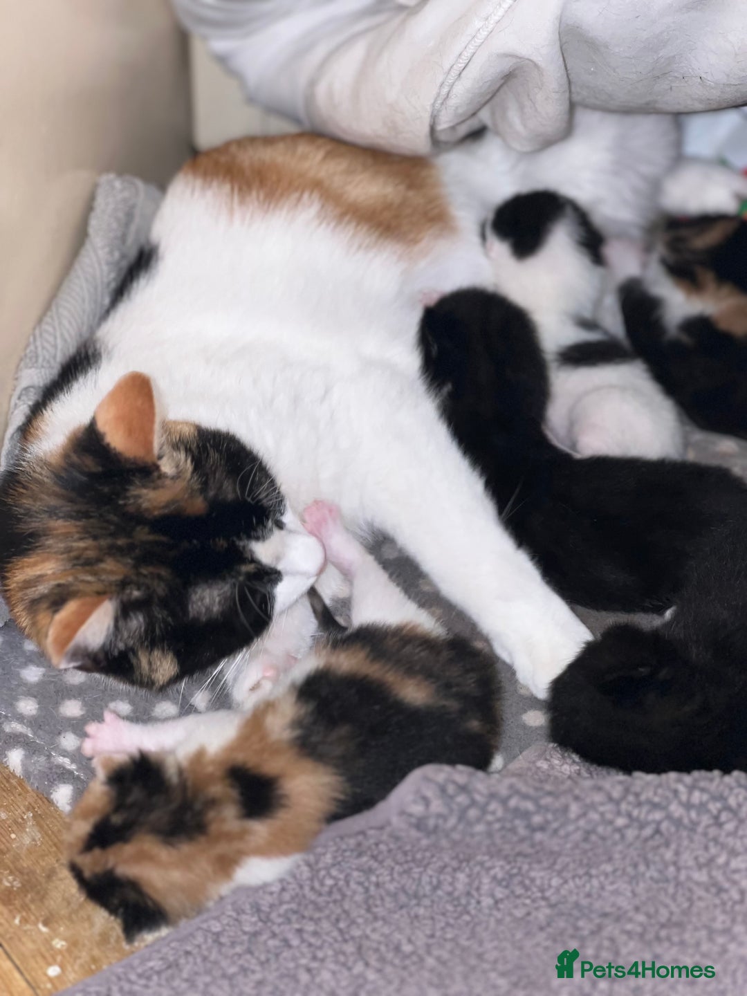 Domestic Shorthair cats for sale: 4 beautiful kittens 3 female 1 male - Image 7