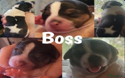 Jack Russell dogs for sale: miniature Jack Russell Puppies - Image 13