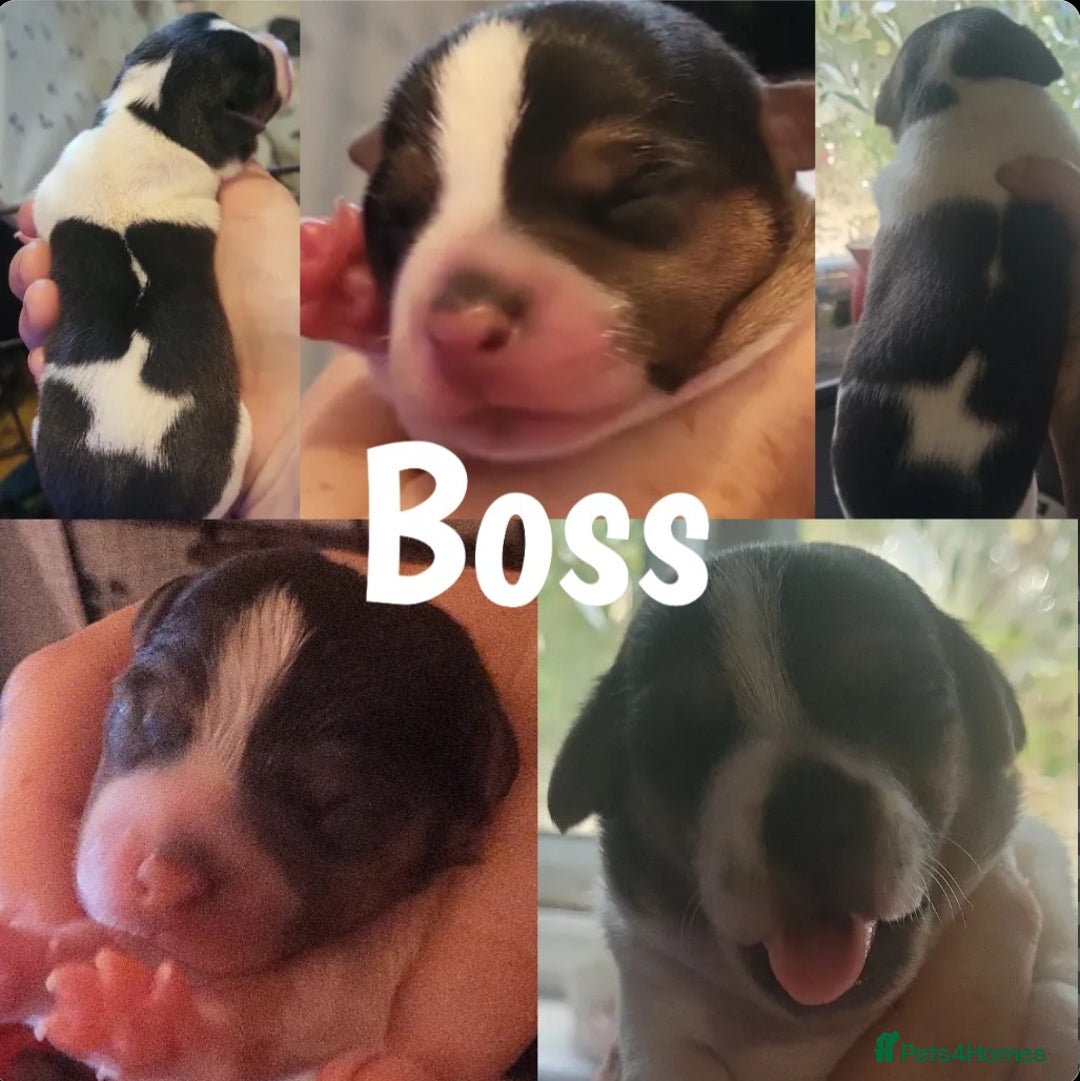 Jack Russell dogs for sale: miniature Jack Russell Puppies - Image 13