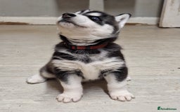 Siberian Husky dogs for sale: Siberian Husky X Pups - Image 8