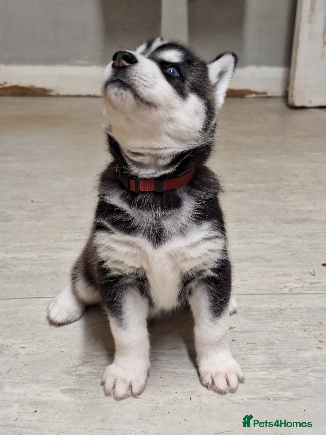 Siberian Husky dogs for sale: Siberian Husky X Pups - Image 8