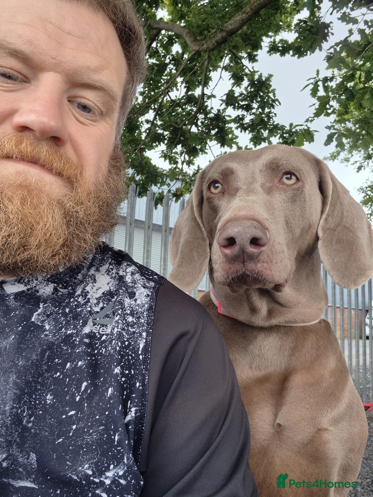 Weimaraner dogs Ready to go Weimaraner puppies KC registered - Advert 2