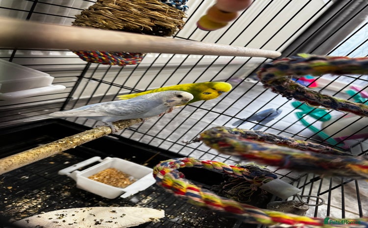Budgerigars birds - Advert 1