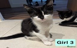Domestic Shorthair cats for sale: 3 beautiful female Tuxedo Kittens  - Image 8