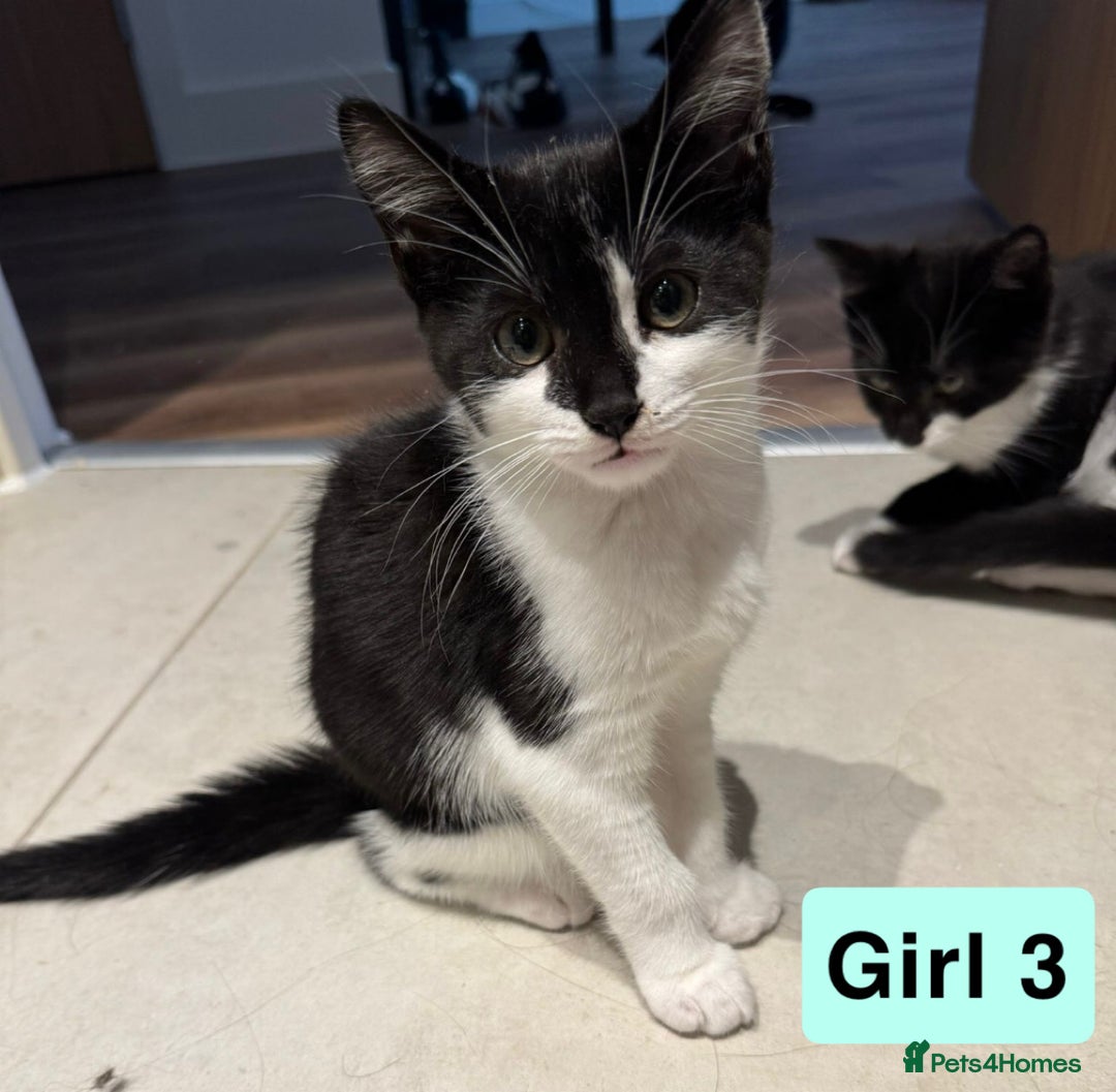 Domestic Shorthair cats for sale: 3 beautiful female Tuxedo Kittens  - Image 8