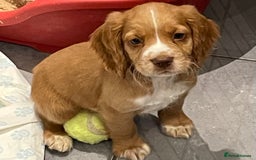Cocker Spaniel dogs for sale: Working cocker spaniels puppies kc reg - Image 29