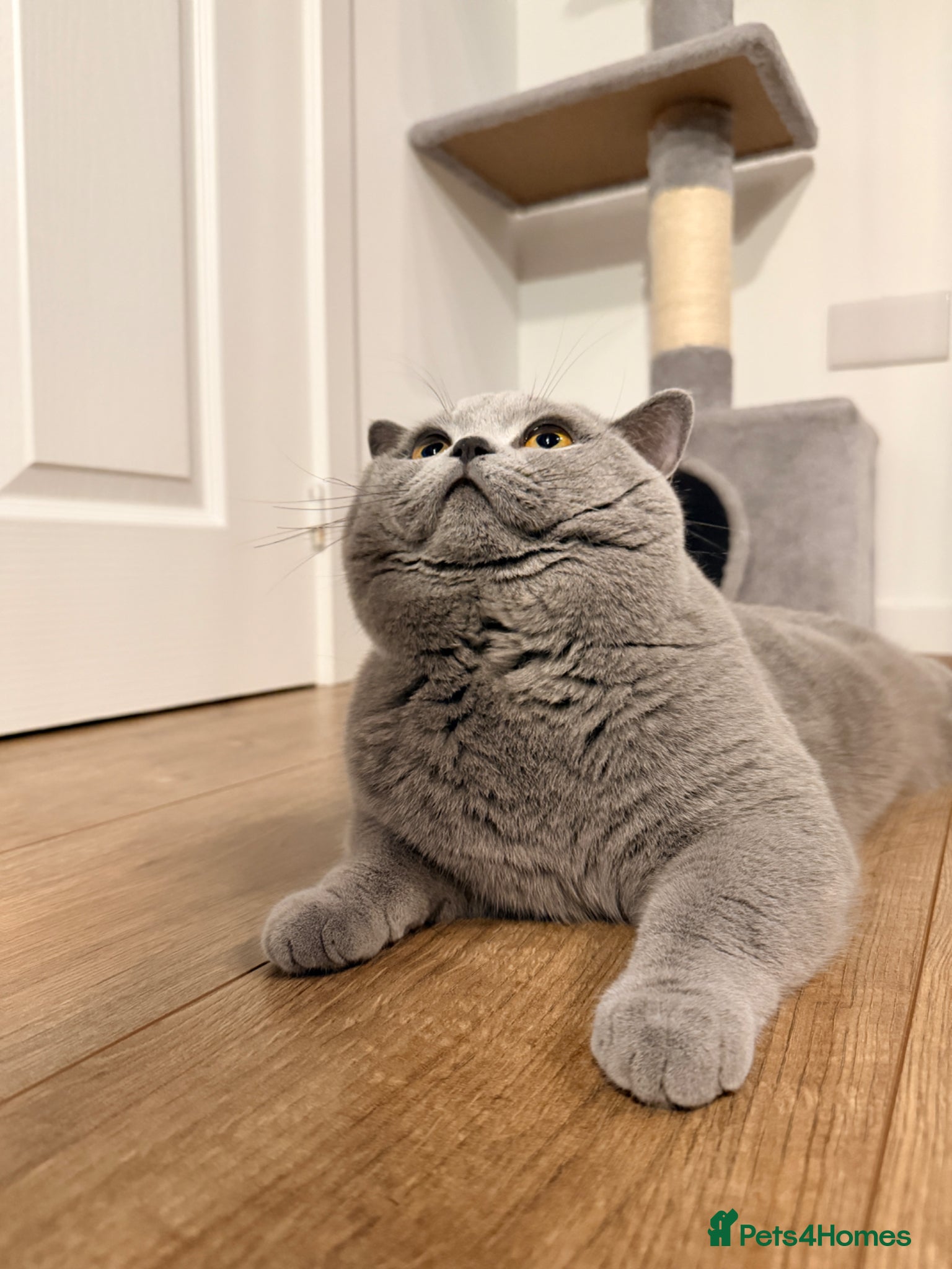 British Shorthair cats ✨ BSH Blue Carrier of Cinnamon and Fawn 🐾👑 - Advert 5