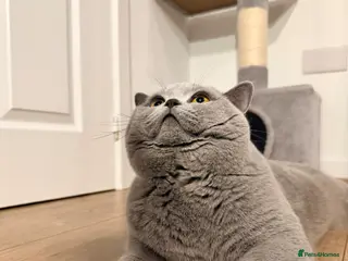 British Shorthair cats ✨ BSH Blue Carrier of Cinnamon and Fawn 🐾👑 - Advert 5