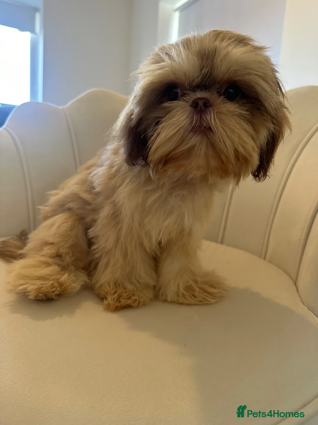 Shih Tzu dogs for sale: Hermes 💙 True Imperial  in Bexhill-on-Sea - Advert 7
