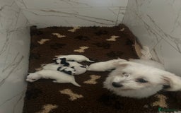 Coton De Tulear dogs for sale: Coton de Tulear puppies  - Image 20