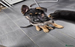 German Shepherd dogs for sale: German Shepherd Puppy 1 - Mrs Deborah reed - Image 13