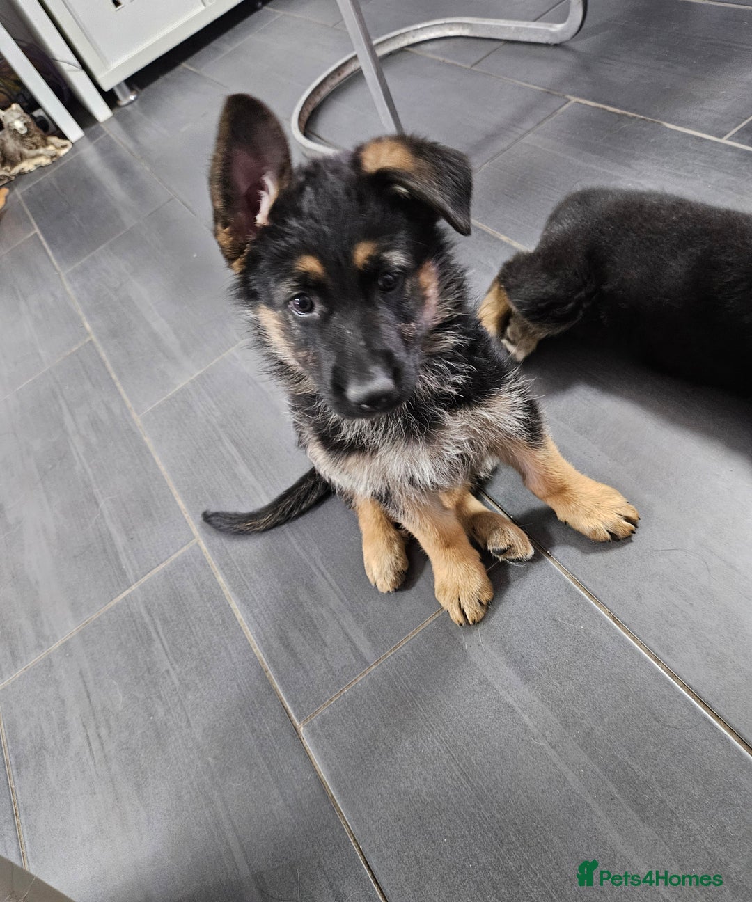 German Shepherd dogs for sale: German Shepherd Puppy 1 - Mrs Deborah reed - Image 13