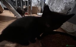 Sphynx cats for sale: tortoiseshell sphynx x Russian kittens - Advert 6