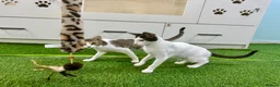 Mixed Breed cats for adoption: [Indoors Only] Yuki & Suki - Adorable Siblings - Advert 18