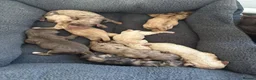 Cocker Spaniel dogs for sale: Cocker spaniel puppies  - Advert 6