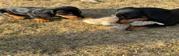 Dachshund dogs for sale: Dachshund pup for sale - Advert 2
