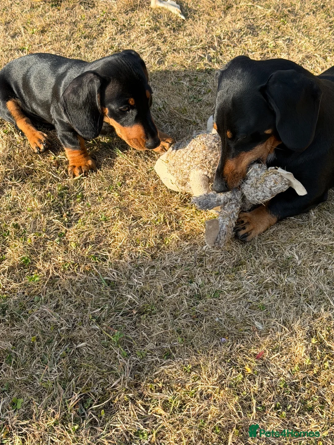 Dachshund dogs for sale: Dachshund pup for sale - Advert 2