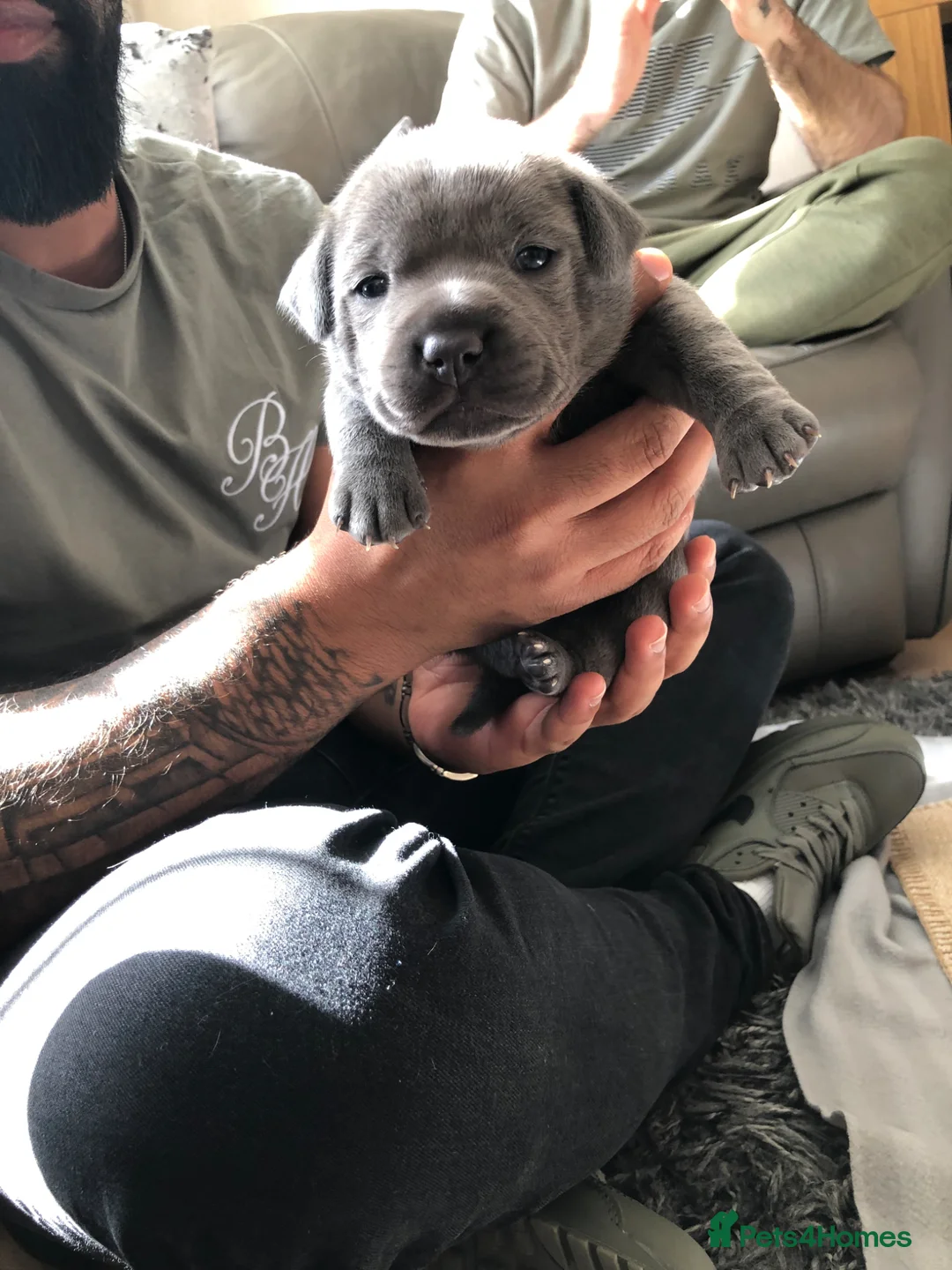 Staffordshire Bull Terrier dogs for stud: Blue Staffordshire Bull Terrier for Stud - Advert 11