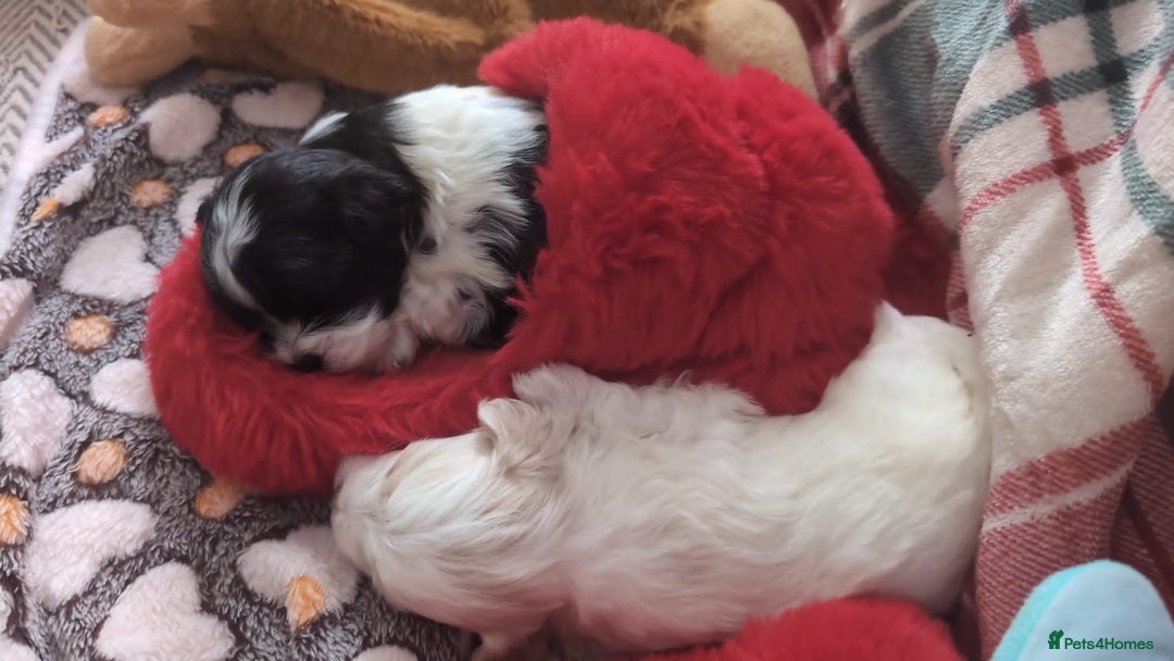 Maltese dogs for sale: 3 boys 1 girl x maltese puppies - Advert 20