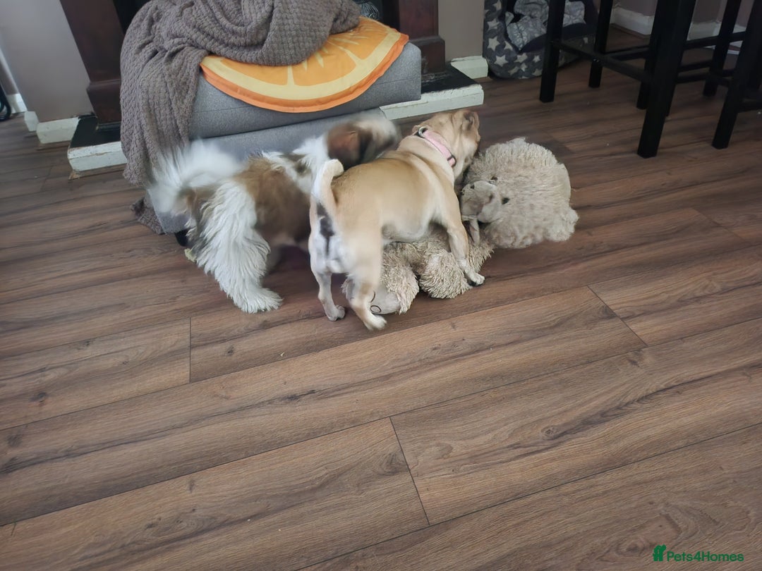 Shih Tzu dogs for sale: Shitzu for sale.3 months old. - Image 6