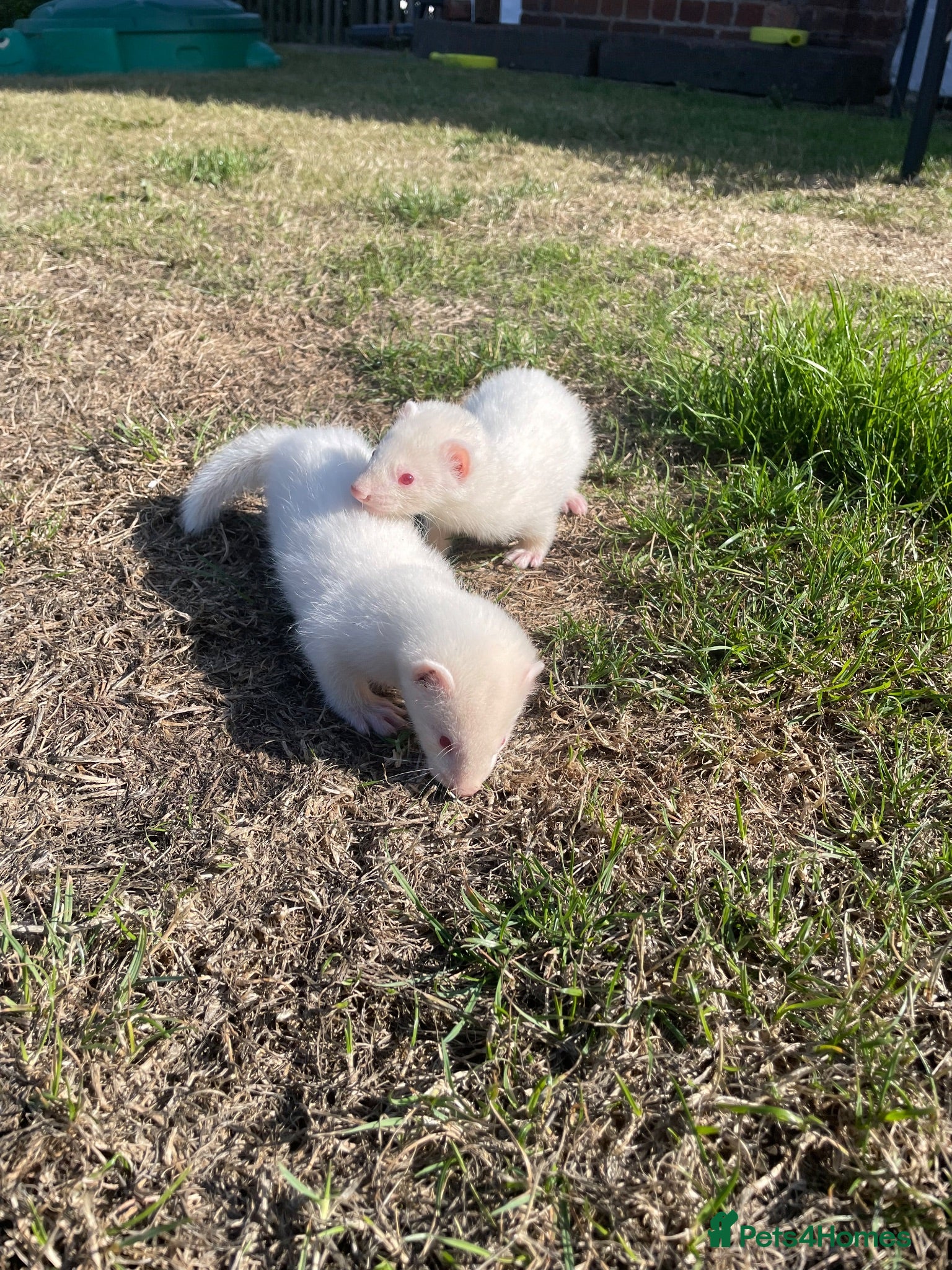 Ferret rodents 2 Standard size Working Ferret’s for sale - Advert 2
