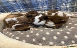 Guinea Pig rodents for sale: Lots of lovely baby guinea pigs - Image 13
