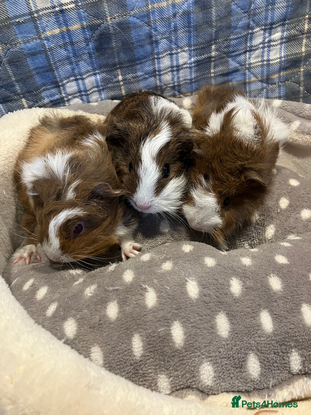 Guinea Pig rodents for sale: Lots of lovely baby guinea pigs - Image 13