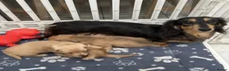 Dachshund dogs for sale: Mini Long haire Dachu - Advert 2