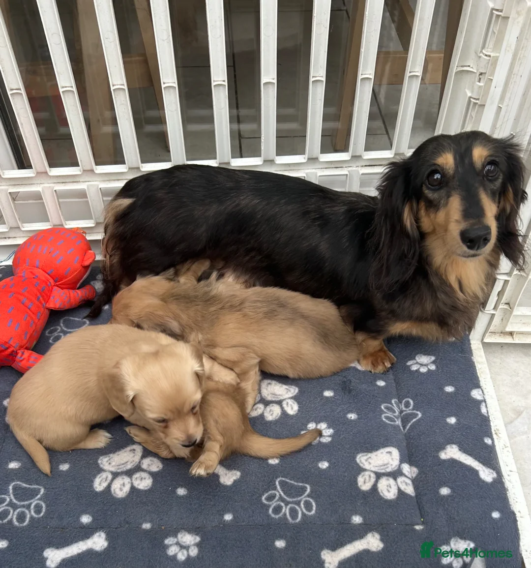 Dachshund dogs for sale: Mini Long haire Dachu - Advert 2