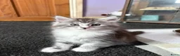 Maine Coon cats for sale: Stunning Maine Coon Kittens - Advert 4