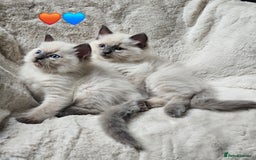 Ragdoll cats for sale: PURE RAGDOLL KITTENS 💜💙💚🤎 - Image 25