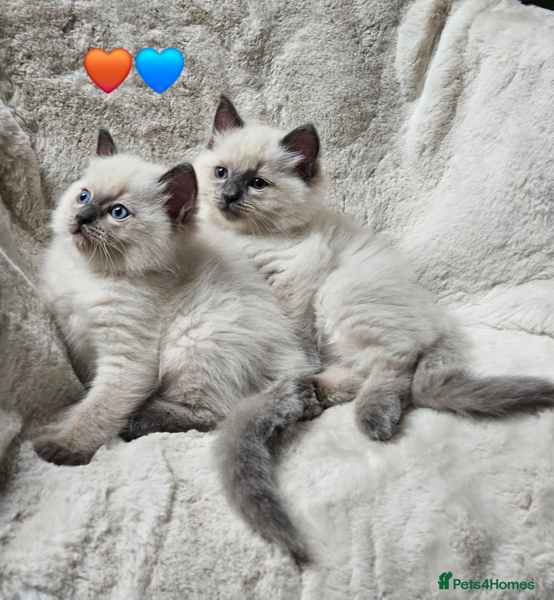 Ragdoll cats for sale: PURE RAGDOLL KITTENS 💜💙💚🤎 - Image 25
