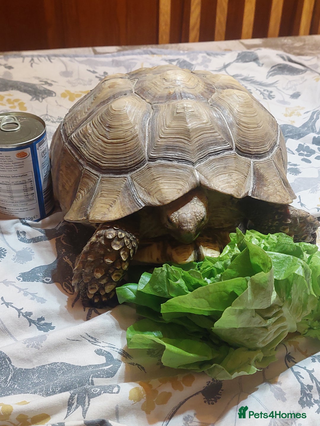Tortoise reptiles for sale: Large Female Sulcata Tortoise - Advert 3