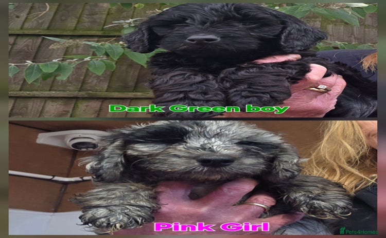 Cockapoo dogs - Advert 10