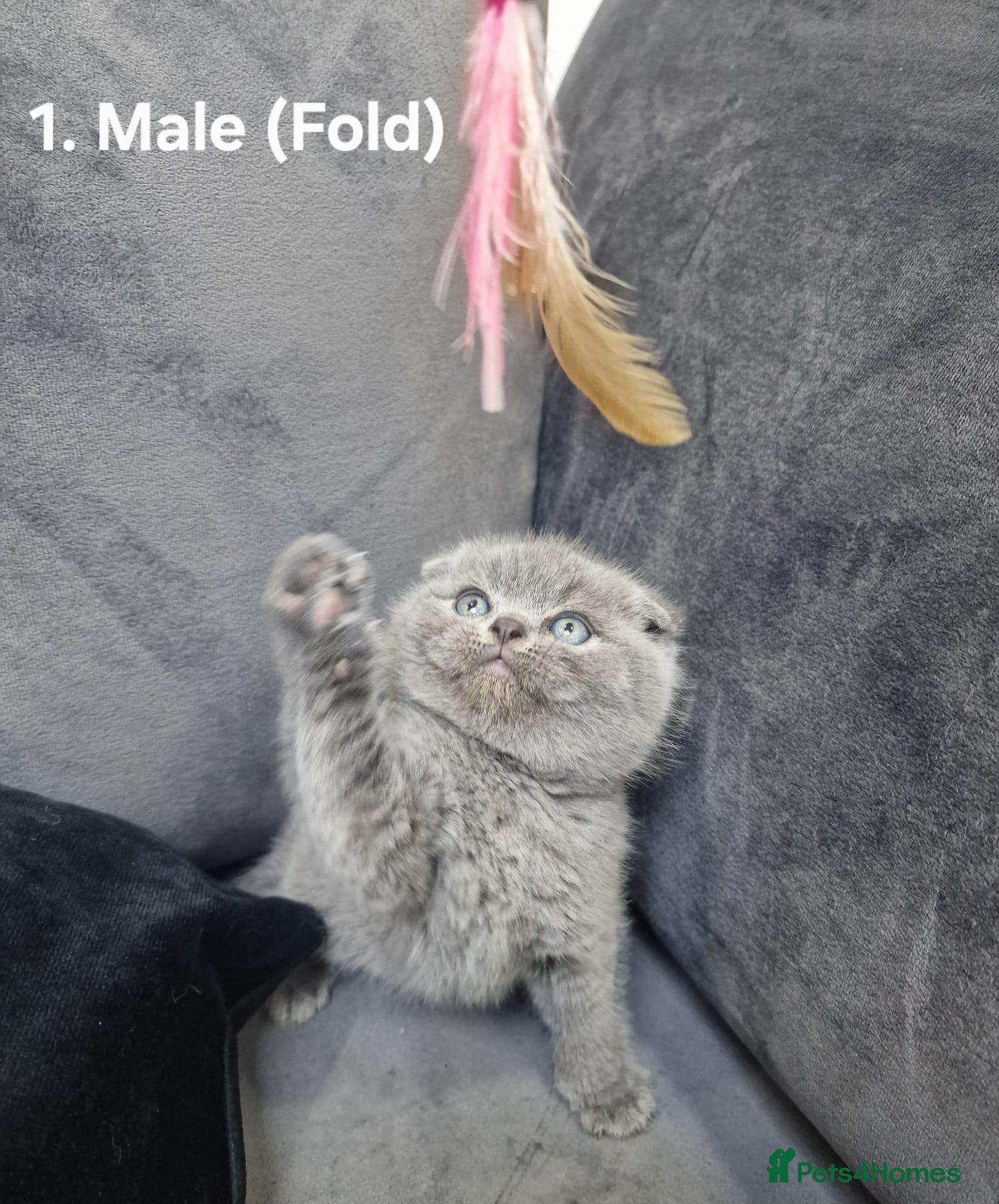 British Shorthair cats for sale: Gorgeous Scottish Fold/British Shorthair Kittens! - Advert 15