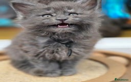 Maine Coon cats for sale: Two beautiful blue smoked mainecoon girls 4 sale  - Image 18