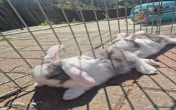 English Lop rabbits for sale: Beautiful dark grey split lop buck and liac doe - Image 7
